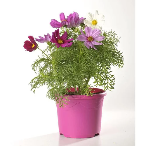 Pour un extérieur plus pratique:Cosmos - Le pot de 2,5 litres