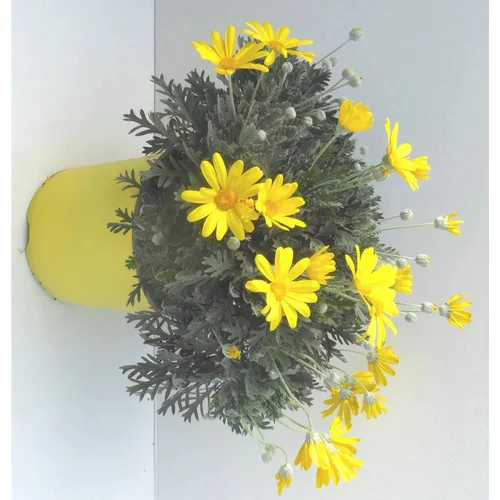Pour un jardin plus agréable:Euryops Pectinatus - Le pot de 3 litres