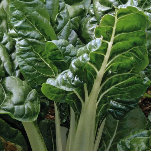 Accessoire jardin：Poirée Verte Bérac Bio. La barquette de 3 plants