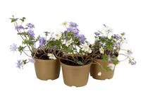 Jardin nature:Anémone Blanda - Le pot de 10,5 cm