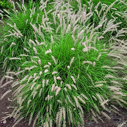 Pour vos projets:Herbe-aux-Écouvillons d'Orient vert botanic®. Le pot de 4 litres