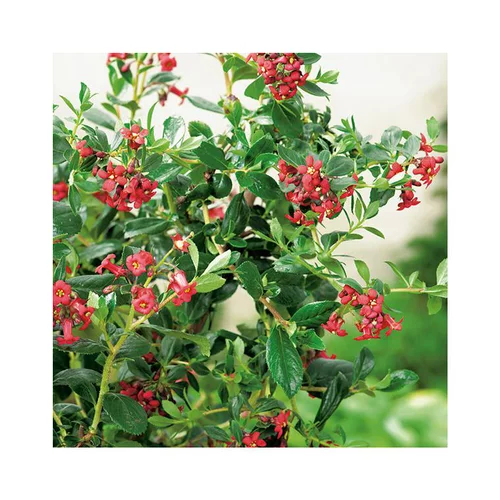 Bien pratique au jardin：Escallonia coccinea en pot de 3 litres