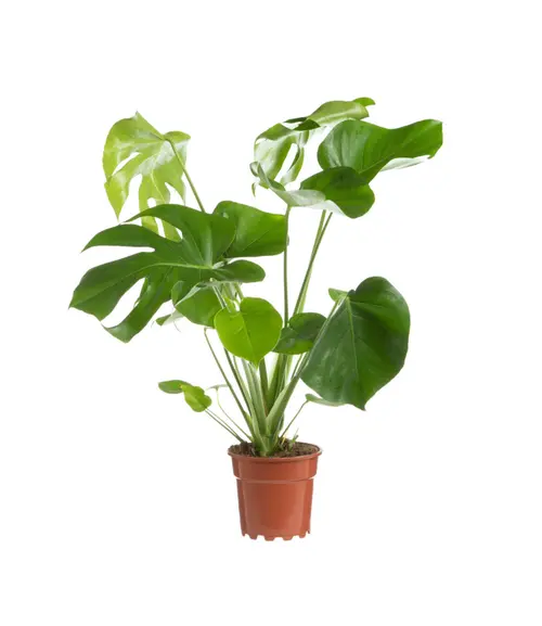 Extérieur loisirs:Monstera vert. Le pot Ø 19 cm