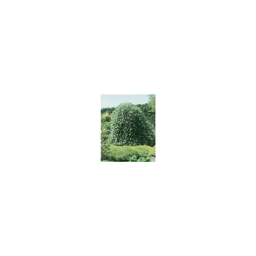 Tout pour le jardin：Saule Marsault pleureur (Salix Caprea Pendula). Le pot de 2 litres
