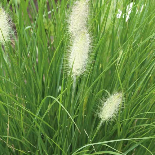 Une touche pratique au jardin：Pennisetum Villosum - Le pot de 2 litres
