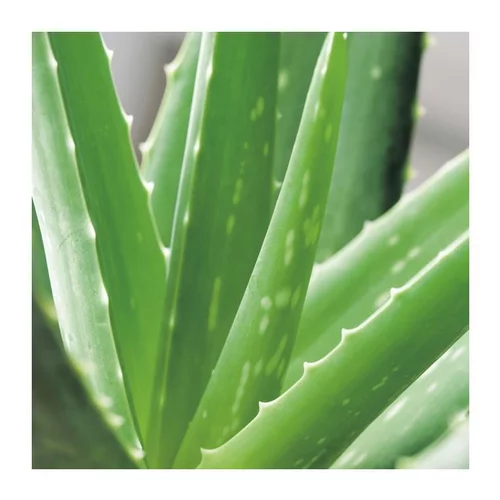 Style au jardin:Aloe vera bio en pot - 5L
