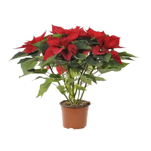Pour un extérieur bien équipé:Poinsettia rouge en pot Ø 14 à 15 cm