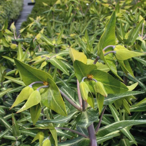 Facile pour le jardin：Repousse les taupes Bio - Le pot Biodégradable de 10.5 cm