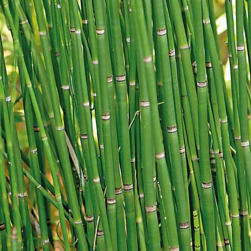 Une solution pratique pour le jardin:Equisetum japonicum