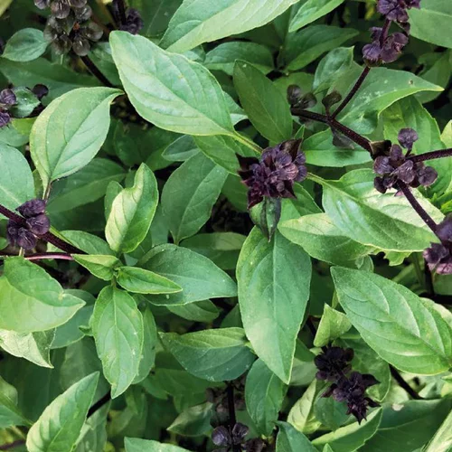 Durable au jardin：Basilic Thai Bio. Le pot de 1 litre