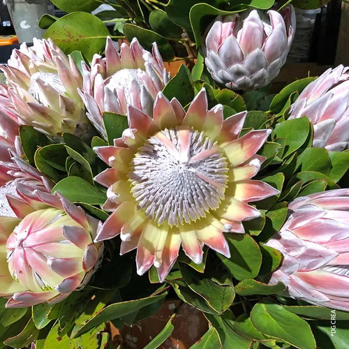 Parfait pour le jardin:Protea - Le pot de 17 cm