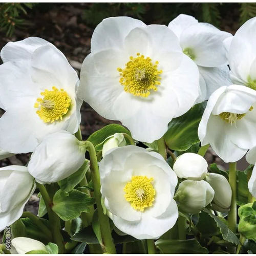 Qualité pour le jardin:Hellébore ou Rose de Noël à fleurs blanches - La coupe Ø 24 cm