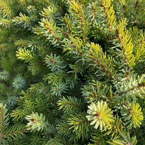 Le choix pour l’extérieur：Epicea de Serbie nain (Picea Omorika nana) 30/40. Le pot de 5 litres