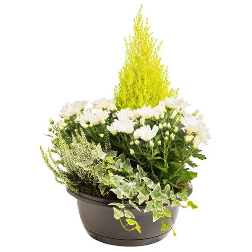 Extérieur moderne:Composition d'extérieur mélange blanc et vert - La coupe de 30 cm