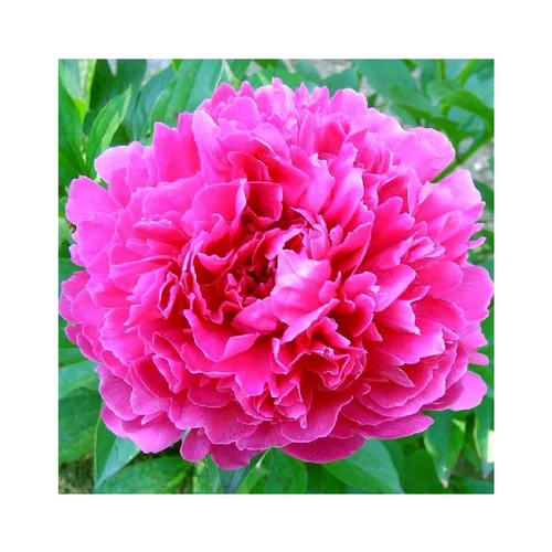 Pour votre espace vert：Pivoine Herbacee Général Macmahon - Le pot de 5 litres
