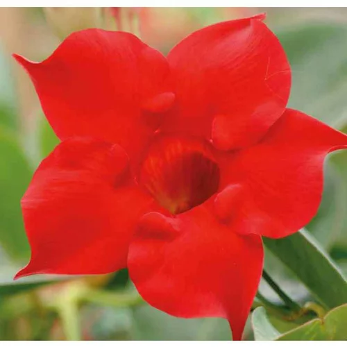 Mieux au jardin：Dipladénia Bella Red Compact - Le pot de 9 x 9 cm