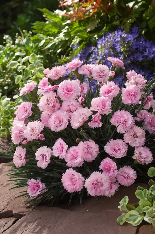 Essentiel au jardin:Œillet mignardise CANDY FLOSS - Le pot de 2 litres