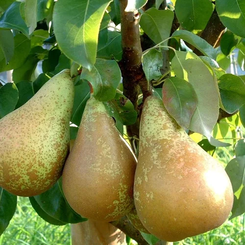 Jardin service:Poirier Nain Fruit Me® Pear Me Conference. La jardinière de 30 litres