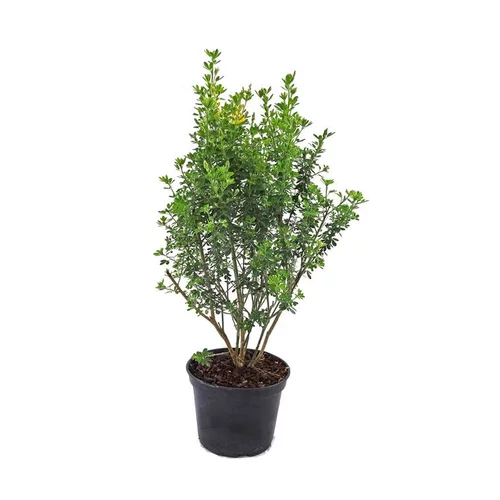 Jardin sélection：Genêt Porlock (Genista Porlock) 40/60. Le pot de 3 litres