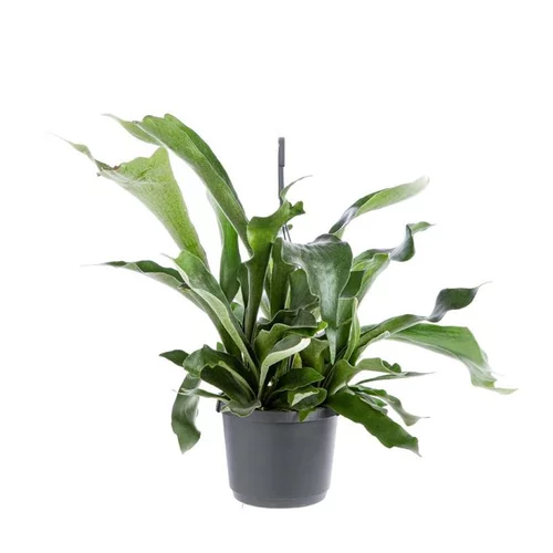 Pour équiper le jardin：Platycerium Bifurcatum suspension Ø20xH40 cm