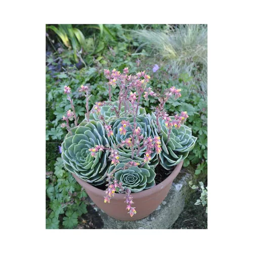Solution extérieure:Echeveria glauca. Le pot de 3 litres