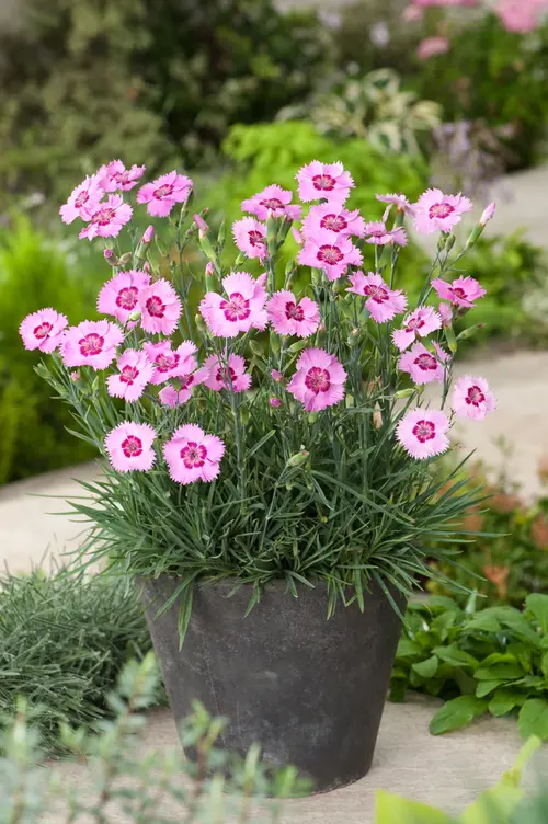 Jardin durable：Œillet mignardise SHIRLEY TEMPLE - Le pot de 2 litres