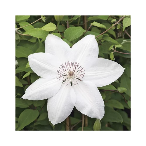 Simple pour le jardin：CLEMATITE HENRYI. Le pot de 3 litres
