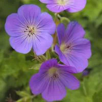 Jardin et nature:Géranium rozane - Le pot de 3 litres