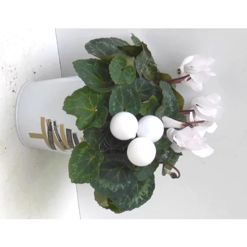 Le pratique au jardin:Mini cyclamen feuillage décoratif - Le Pot déco sapins