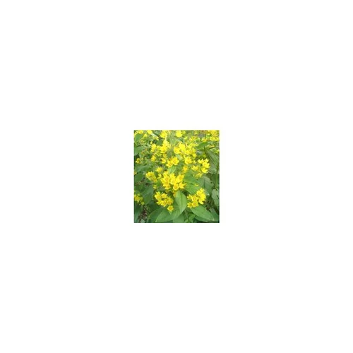 Pour vos projets jardin:Lysimachia Punctata - Le pot de 2 litres