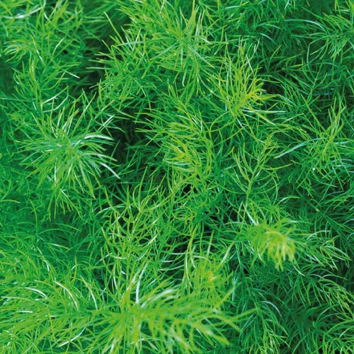 Extérieur durable：Asparagus Sprengeri. Le pot de 9 cm