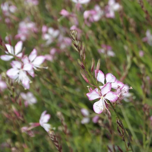 Pour tous les jours:Gaura rosy jane rose en pot de 2 L