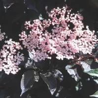 Extérieur déco：Sambucus Nigra Black Beauty – Pot de 5L