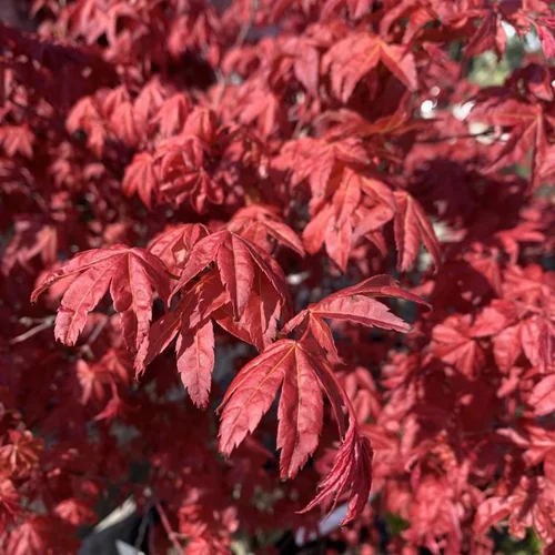 Pour embellir vos extérieurs:Érable du Japon Deshojo rouge. Le pot de 5 litres, 60/80 cm