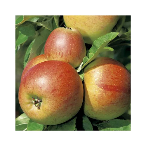 Adapté au jardin:Pommier Reine Des Reinettes Lr. Le pot de 12 litres