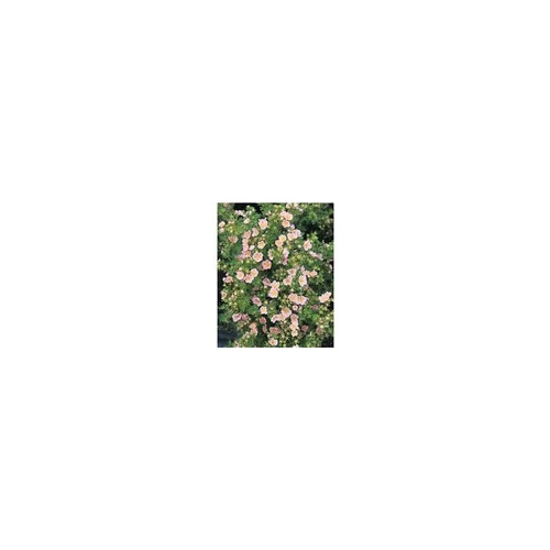 Jardin maison：Potentille variée (Potentilla Fructicosa). Le pot de 2 litres