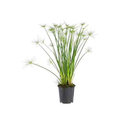 Le choix pour l’extérieur：Cyperus Haspan pot Ø12xH50/60 cm