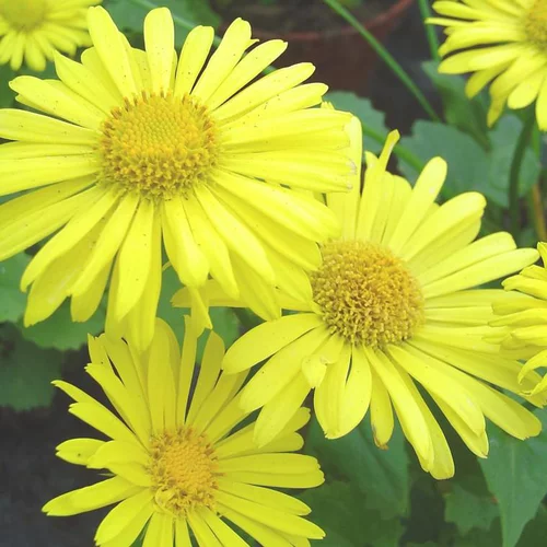 Extérieur adapté：Doronicum Orientalis - Le pot de 1 litre