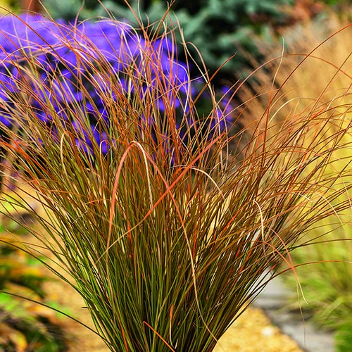 Sélection pratique:Carex Testacea orange botanic®. Le pot de 1 litre