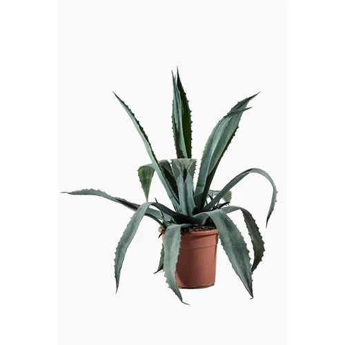 Nature pour le jardin:Agave Americana (Agave d’Amérique) en pot de 30 L vert