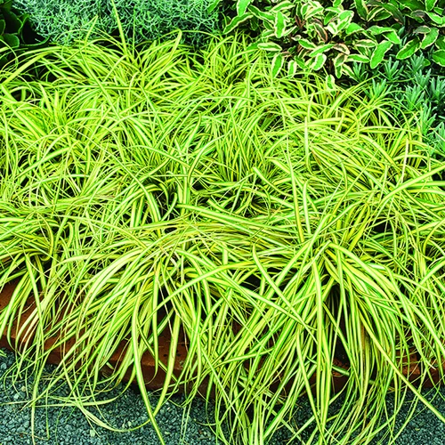 Jardin complet：Carex Oshimensis Evergold vert botanic®. Le pot de 7,5 litres