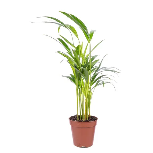 Vie extérieure：Areca pot Ø14 cm/ H60 cm