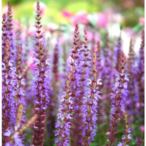 Mieux dehors:Salvia Nemorosa - Le pot de 3 litres