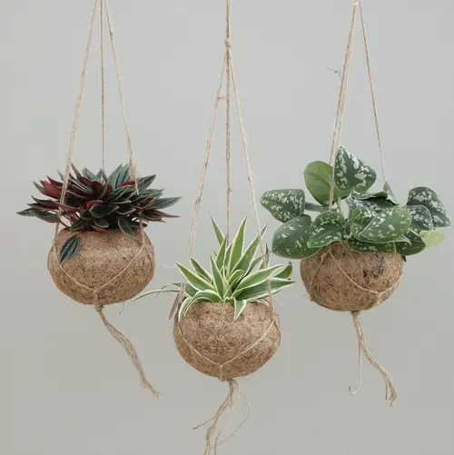 Le pratique pour l’extérieur:Kokodama Groen mix suspension. Le pot Ø 12 cm