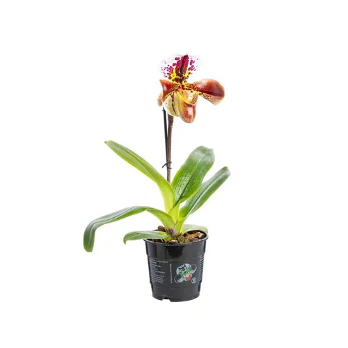 Jardin expert：Orchidée Paphiopedilum americain
