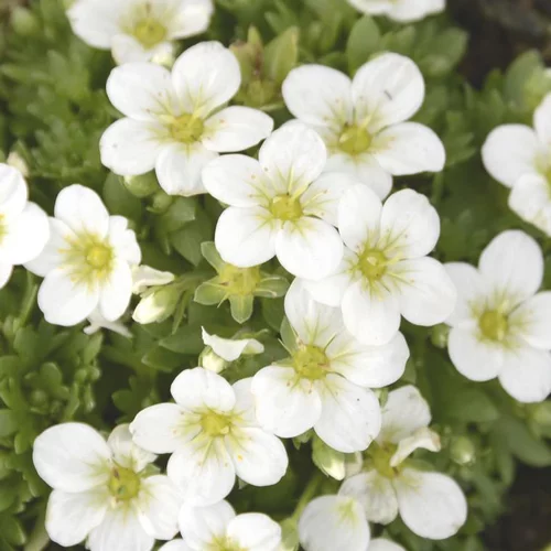 Pour plus de praticité à l’extérieur:Saxifrage touran large white blanche en pot de 2 L