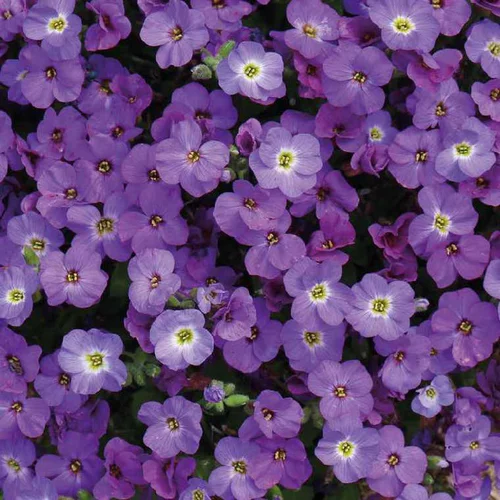 Adapté à l’extérieur：Aubriete violette - Le pot de 9 x 9 cm