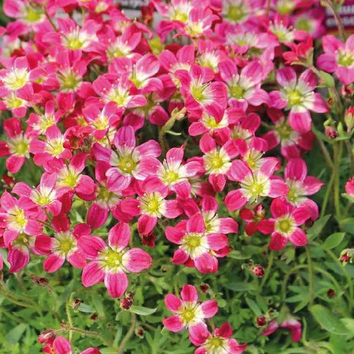 Le choix pour le jardin:Saxifrage Mousse rouge - Le pot de 9 x 9 cm