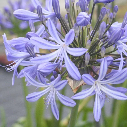 Loisirs extérieur：Agapanthe d'Afrique (tubéreuse) à fleurs bleues - Le pot de 2,5 litres