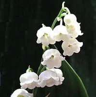 Idéal pour vos extérieurs：Muguet ou convallaria. Le pot de 1 litre